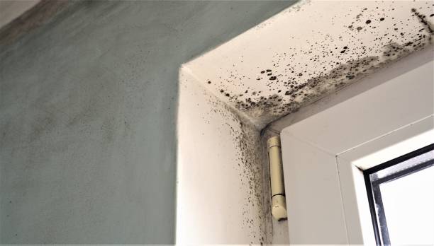 Trusted Kingsley, IA Mold Removal Experts