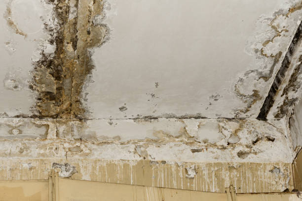 Best Water Damage & Mold Remediation  in Kingsley, IA