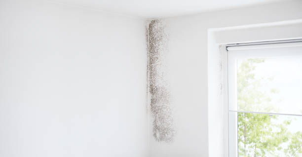 Best Crawl Space Mold Remediation  in Kingsley, IA
