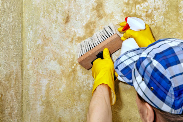  Kingsley, IA Mold Removal Pros