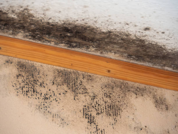 Best Mold Prevention Services  in Kingsley, IA