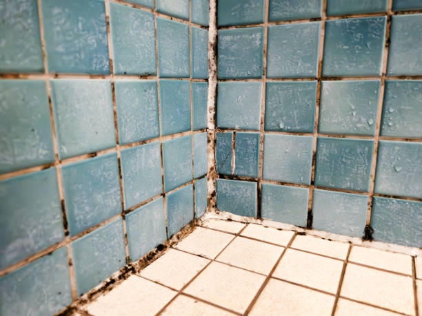 Biohazard Mold Removal in Kingsley, IA