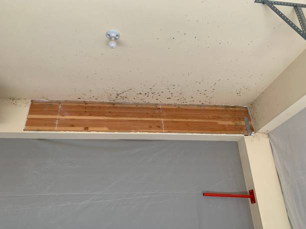 Mold Odor Removal Services in Kingsley, IA