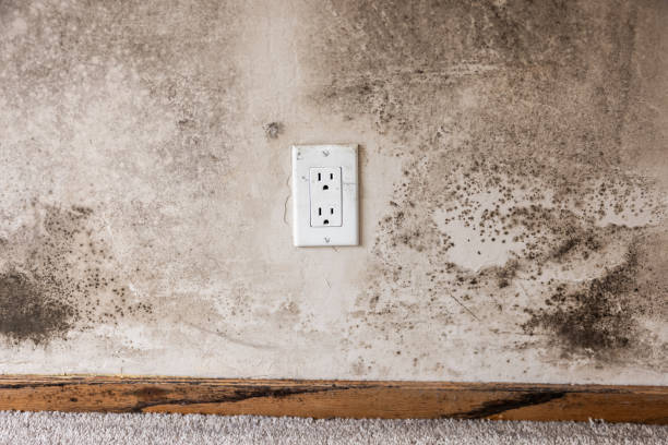 Best Mold Remediation for Healthcare Facilities  in Kingsley, IA